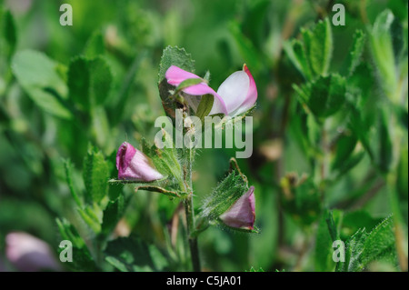 Common restharrow - reste à Harrow (Ononis repens) floraison en été Banque D'Images