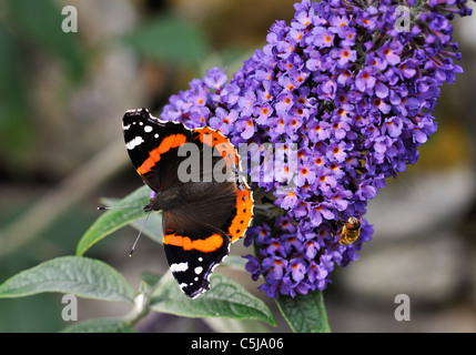 Close-up de l'amiral rouge papillon sur un buddleja Buddleja davidii dans un jardin à Killin, Perthshire, en Écosse. Banque D'Images