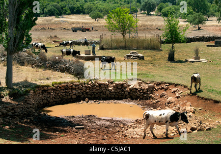 La Turquie du sud turc agriculteur ferme vaches vache bien tirer de l'eau entre Kas et Antalya Banque D'Images