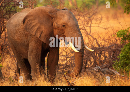 Un taureau éléphant africain (Loxodonta africana) dans le parc national de Hwange, Zimbabwe. Banque D'Images