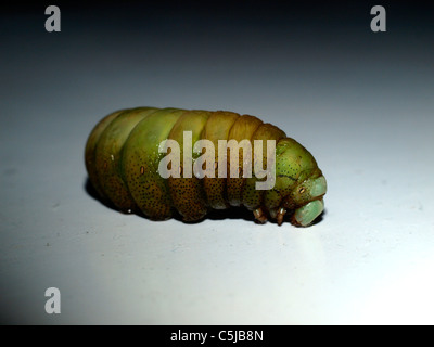 Hawk-moth caterpillar sur fond blanc dans un sombre Banque D'Images