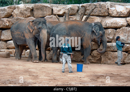 Les éléphants d'Asie du Zoo Biblique de Jérusalem Israël Banque D'Images