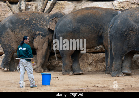 Les éléphants d'Asie du Zoo Biblique de Jérusalem Israël Banque D'Images