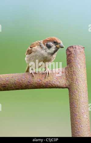 Arbres juvéniles (passer montanus) perché sur une vieille porte rouillée Banque D'Images