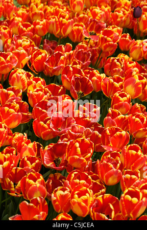 Tulipes chauds rouges Banque D'Images