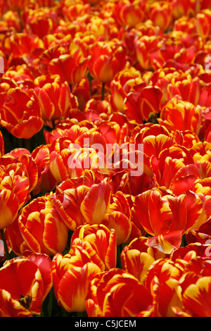 Tulipes chauds rouges Banque D'Images