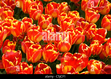 Tulipes chauds rouges Banque D'Images