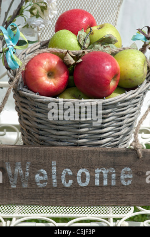 Malus branche . English les pommes dans un panier Banque D'Images