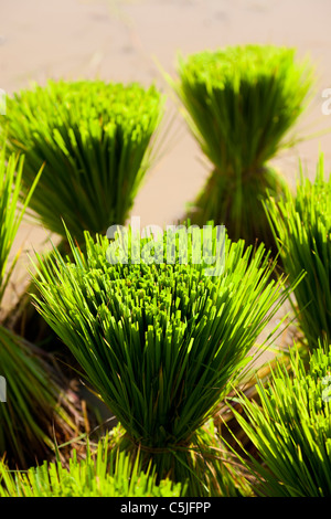 Bouquets de verdure des plants de riz dans une rizière - province de Takeo, au Cambodge Banque D'Images