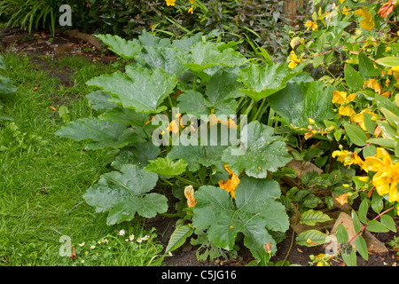 Courgette plantes poussant dans les petits légumes patch. Banque D'Images