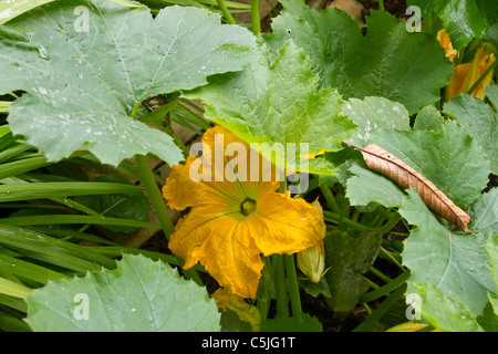 Fleur de courgette close up d'une faible vue. Banque D'Images