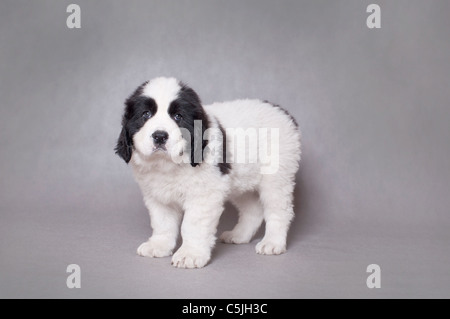 Peu de Terre-Neuve Landseer (type) puppy portrait à fond gris Banque D'Images