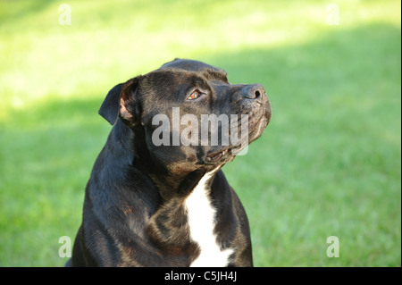 American Staffordshire Terrier portrait Banque D'Images