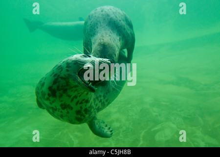 Deux phoques gris / les phoques gris (Halichoerus grypus) jouant sous l'eau, Allemagne Banque D'Images