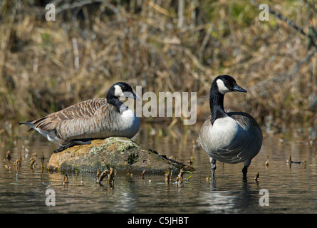 Deux Bernaches du Canada (Branta canadensis) reposant dans le lac, dalarna, Suède Banque D'Images