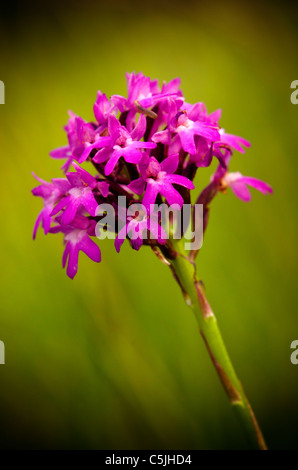 Orchidée Anacamptis pyramidal (pyramidali) un wildflower UK croissant sur des sols crayeux dans une réserve naturelle. Banque D'Images