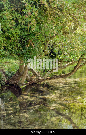 La rivière Wye est un chalkstream Chilterns découlant de West Wycombe de la Tamise à Bourne End Bucks UK Banque D'Images