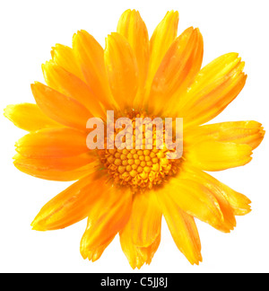 Fleur de calendula isolé sur un fond blanc. Banque D'Images