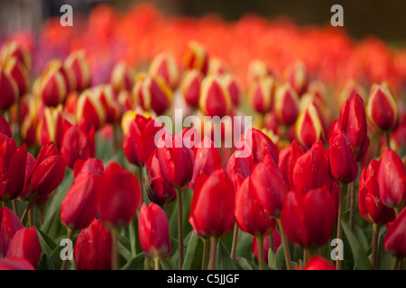 Champ avec des tulipes rouges (Tulipa), Keukenhof, Pays-Bas, Europe Banque D'Images