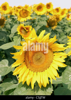 Gros plan de tournesol dans le domaine. Banque D'Images