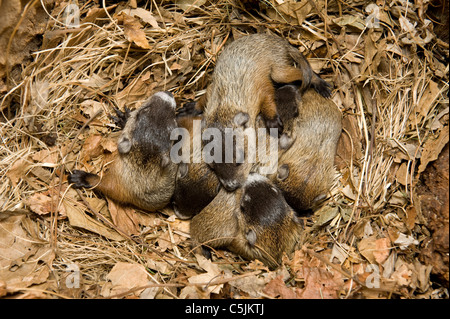 Litière de nouveaux-nés Woodchucks dans le den Marmota monax également connu sous le nom de Groundhogs est des États-Unis, par Dominique Braud/Dembinsky photo Assoc Banque D'Images