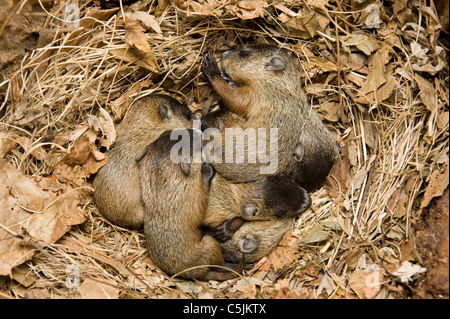 Litière de nouveaux-nés Woodchucks dans le den Marmota monax également connu sous le nom de Groundhogs est des États-Unis, par Dominique Braud/Dembinsky photo Assoc Banque D'Images