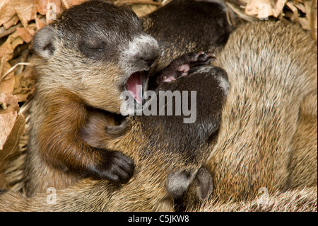 Litière de marmottes, dans le nouveau-né den Marmota monax aussi connu comme les marmottes Est des Etats-Unis Banque D'Images