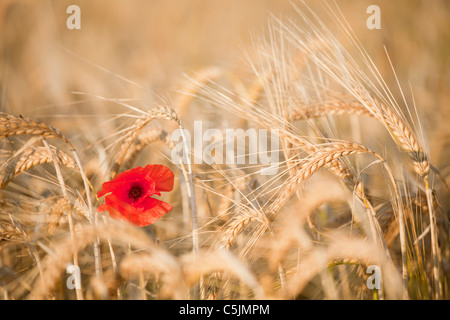 Un coquelicot solitaire se trouve dans un domaine de l'orge d'été dans la campagne du Norfolk Banque D'Images