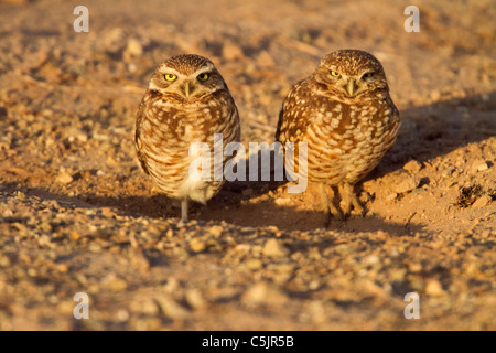 (Du nord ou de l'Ouest) Chevêche des terriers, près de la mer de Salton, Imperial Valley, en Californie. Banque D'Images
