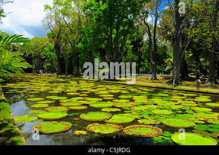 Les feuilles de géant victoria amazonica lily dans un étang au Sir Seewoosagur Ramgoolam, le Jardin Botanique de Pamplemousses, Ile Maurice. Banque D'Images