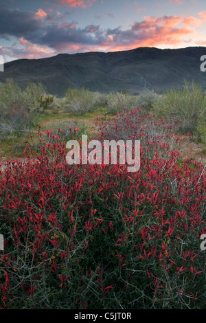 Bush ou Hummingbird Chuparosa fleurs sauvages dans Anza-Borrego Desert State Park, Californie. Banque D'Images