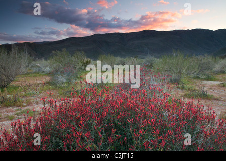 Bush ou Hummingbird Chuparosa fleurs sauvages dans Anza-Borrego Desert State Park, Californie. Banque D'Images