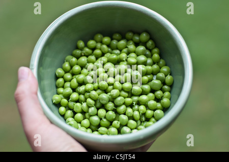 Pois anglais, fraîchement cueilli et décortiquées dans un bol vert. Banque D'Images