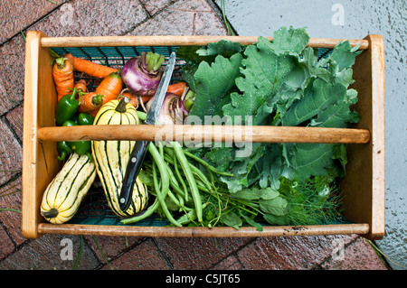 Les carottes, piments jalapenos, courge delicata, les haricots, les herbes fraîches, les choux et les navets dans un jardin hod. Banque D'Images