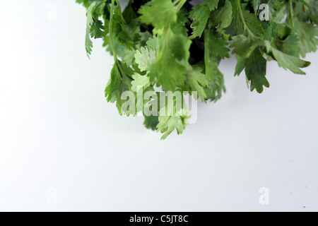 Les feuilles de coriandre sur fond blanc Banque D'Images