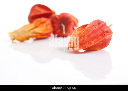 Close-up of Chinese Herbal Medicine, Jindenglong Banque D'Images