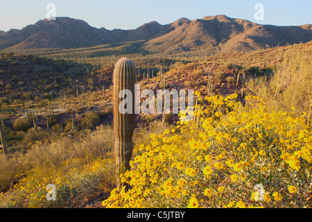 Cactus et fleurs sauvages y compris brittlebush, dans l'Ouest, Saguaro Saguaro National Park, Tucson, Arizona. Banque D'Images