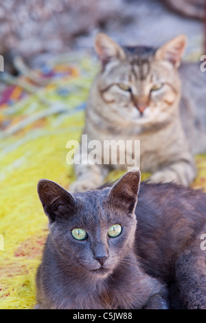 Les chats sauvages était assis sur les filets de pêche au port de Skala Eresou, Lesbos, Grèce. Banque D'Images