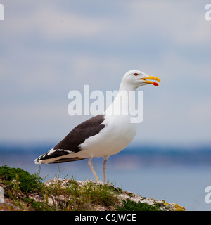 Larus marinus (Goéland marin) donnant sur la mer des motifs. Banque D'Images