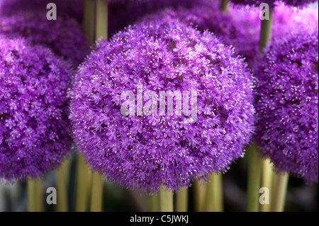 Allium Giganteum fleurs Banque D'Images