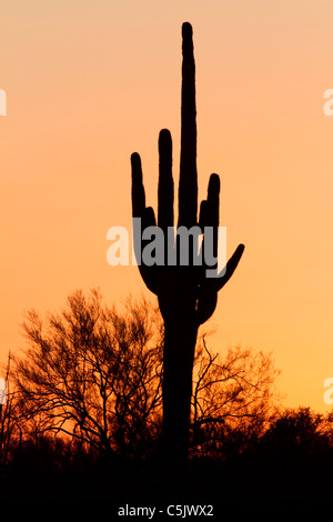 Sagaura cactus, forêt nationale de Tonto, à l'Est de Phoenix, Arizona. Banque D'Images