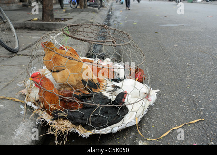 L'Asie, Vietnam, Hanoi. Vieux quartier de Hanoi. Poulets vivants dans une cage de transport. Banque D'Images