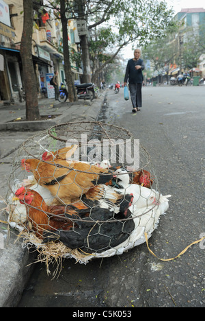 L'Asie, Vietnam, Hanoi. Vieux quartier de Hanoi. Poulets vivants dans une cage de transport. Banque D'Images