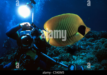 Diver photographing Golden (masqué) médiocre (Chaetodon semilarvatus), Elphinstone Reef, Red Sea, Egypt Banque D'Images