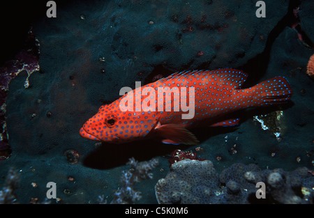 Cephalopholis miniata hind, corail, à Elphinstone Reef, Red Sea, Egypt Banque D'Images