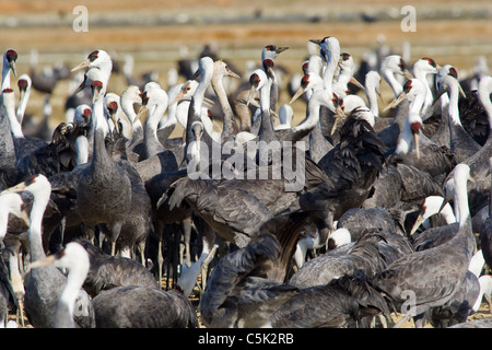 Crane, Grus monacha à capuchon, l'hivernage au Japon Banque D'Images