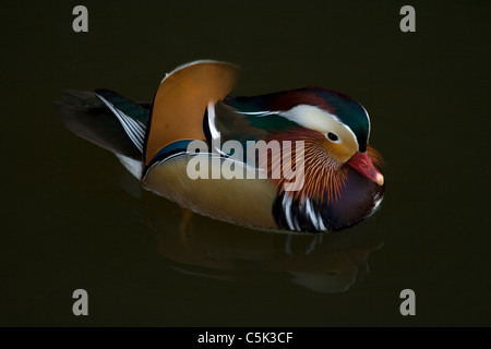 Canard Mandarin Aix galericulata, Hokkaido, Japon Banque D'Images