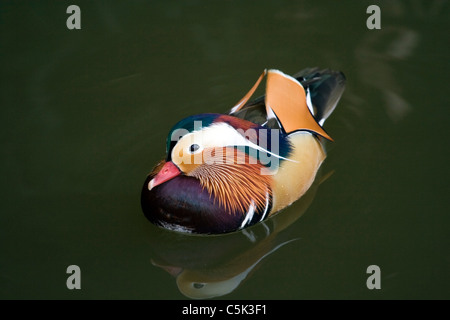 Canard Mandarin Aix galericulata, Hokkaido, Japon Banque D'Images