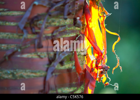 Peeling rétroéclairé sur une écorce arbre de jardin. Banque D'Images