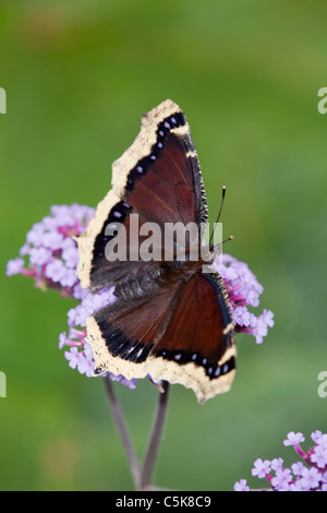 Camberwell Beauty Butterfly ; Nymphalis antiopa ; sur la verveine Banque D'Images